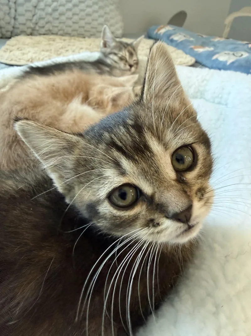 Rhoda And Petunia thumbnail 6