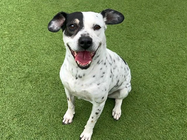 An adult large-sized female Australian Cattle Dog / Blue Heeler dog named Andrea for adoption in Tustin, CA