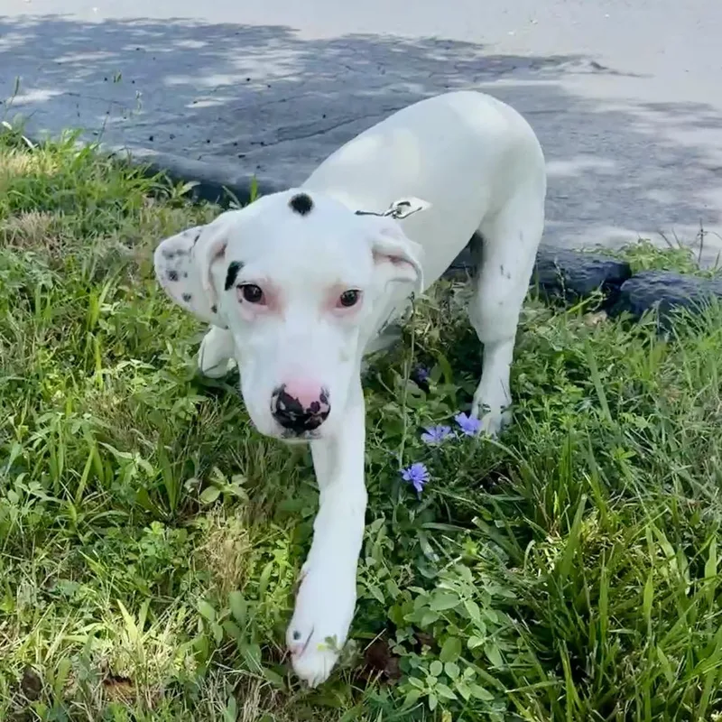 A baby medium-sized male White / Cream Mixed Breed dog named Geode K for adoption in Union, MO