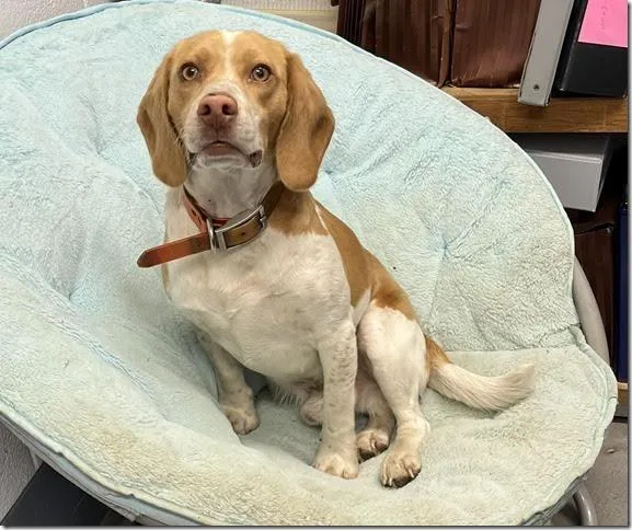 A young medium-sized male Yellow / Tan / Blond / Fawn Beagle dog named Tater for adoption in Lexington, MA
