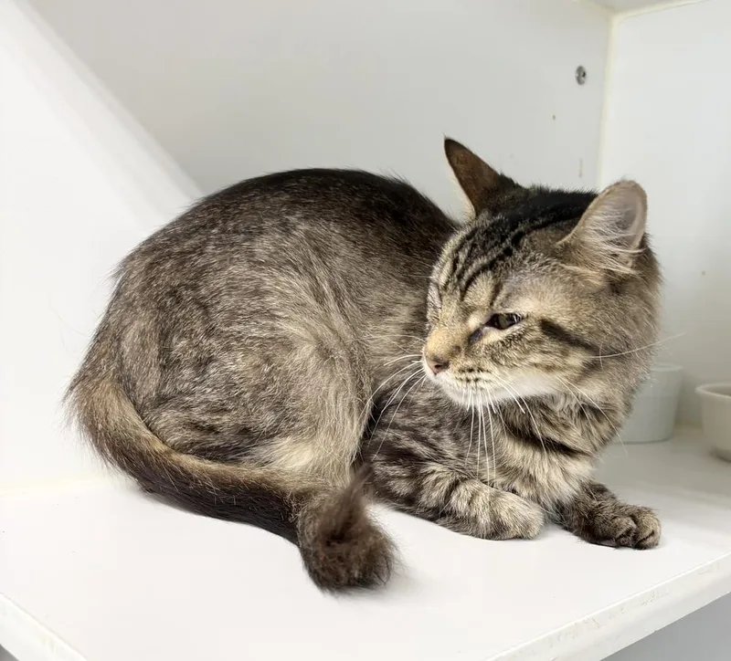 An adult medium-sized female Brown / Chocolate Domestic Medium Hair cat named Anya for adoption in Rochester, IN