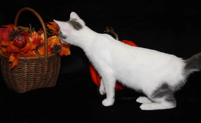 A baby medium-sized male Domestic Short Hair cat named Tootin' for adoption in Marietta, OH