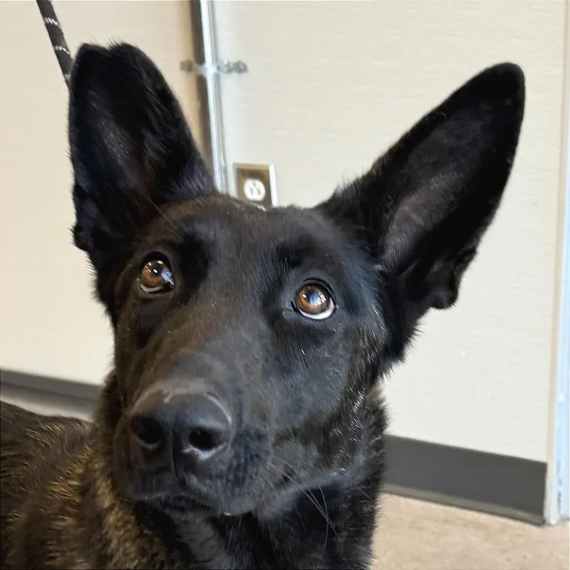 An adult medium-sized female Black Mixed Breed dog named Shadow for adoption in Las Cruces, NM