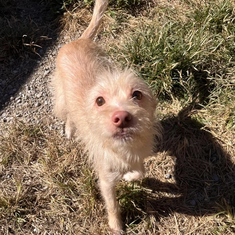 A young small-sized male Mixed Breed dog named Nino for adoption in Fairport, NY