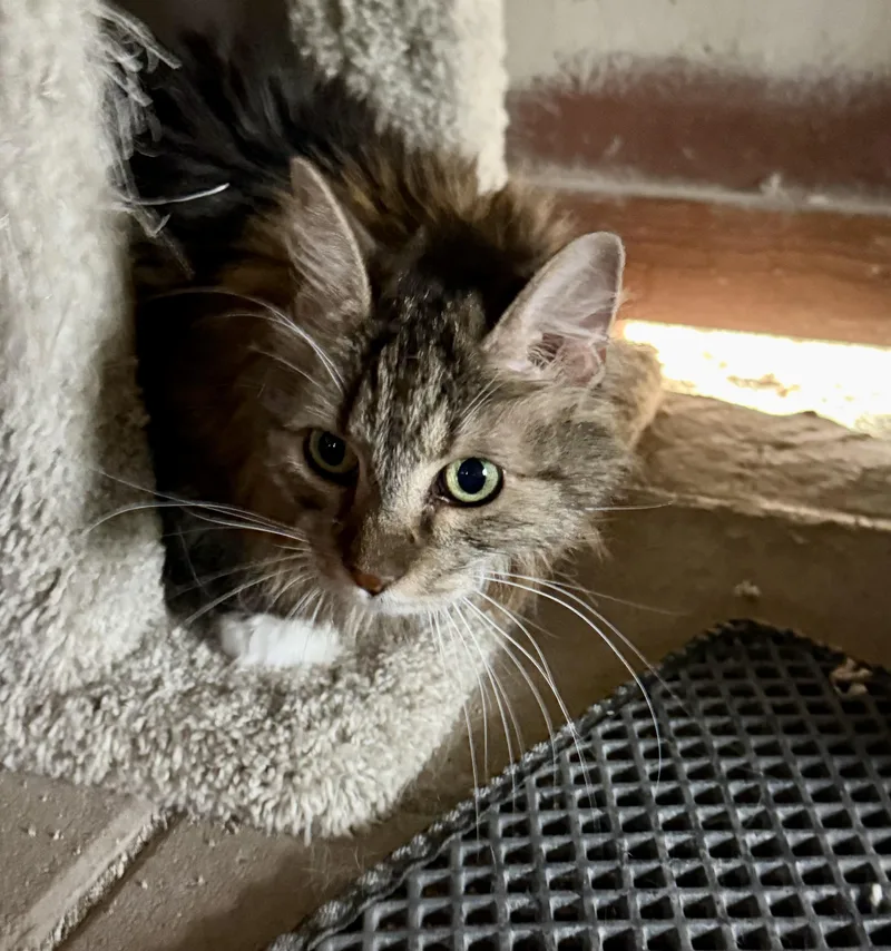 A senior small-sized female Tabby (Buff / Tan / Fawn) Domestic Long Hair cat named Daizy for adoption in Marana, AZ