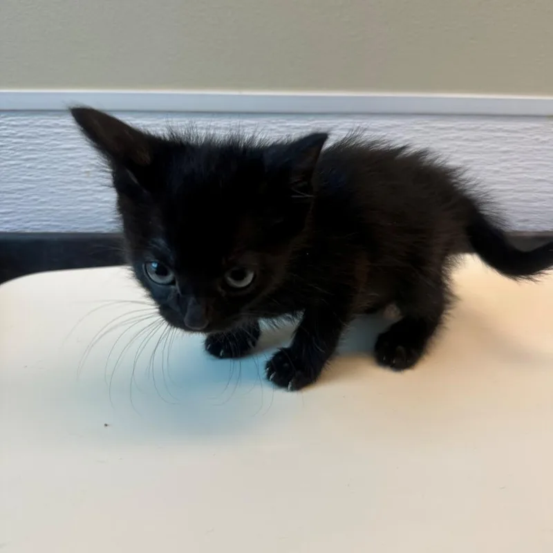 A young small-sized male Black Domestic Short Hair cat named Gravy for adoption in Norman, OK