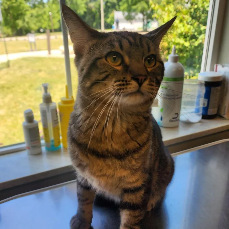 An adult medium-sized male Brown / Chocolate Domestic Short Hair cat named Lucas for adoption in Columbia Station, OH