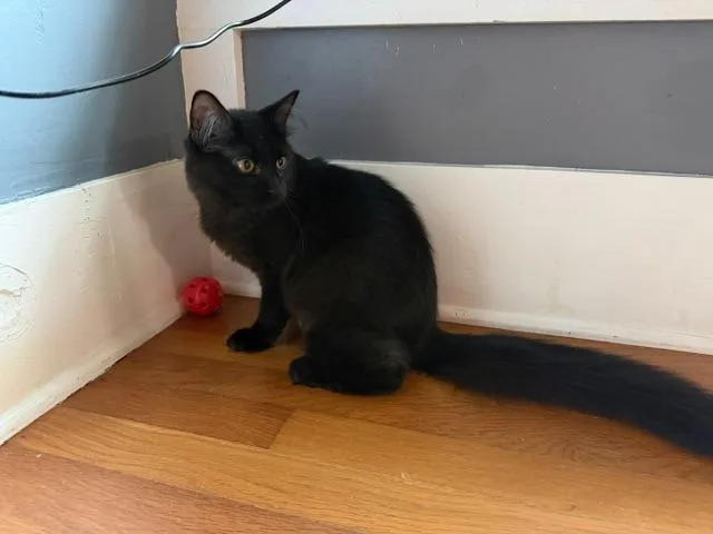 A baby small-sized male Domestic Medium Hair cat named Bindi for adoption in New Braunfels, TX