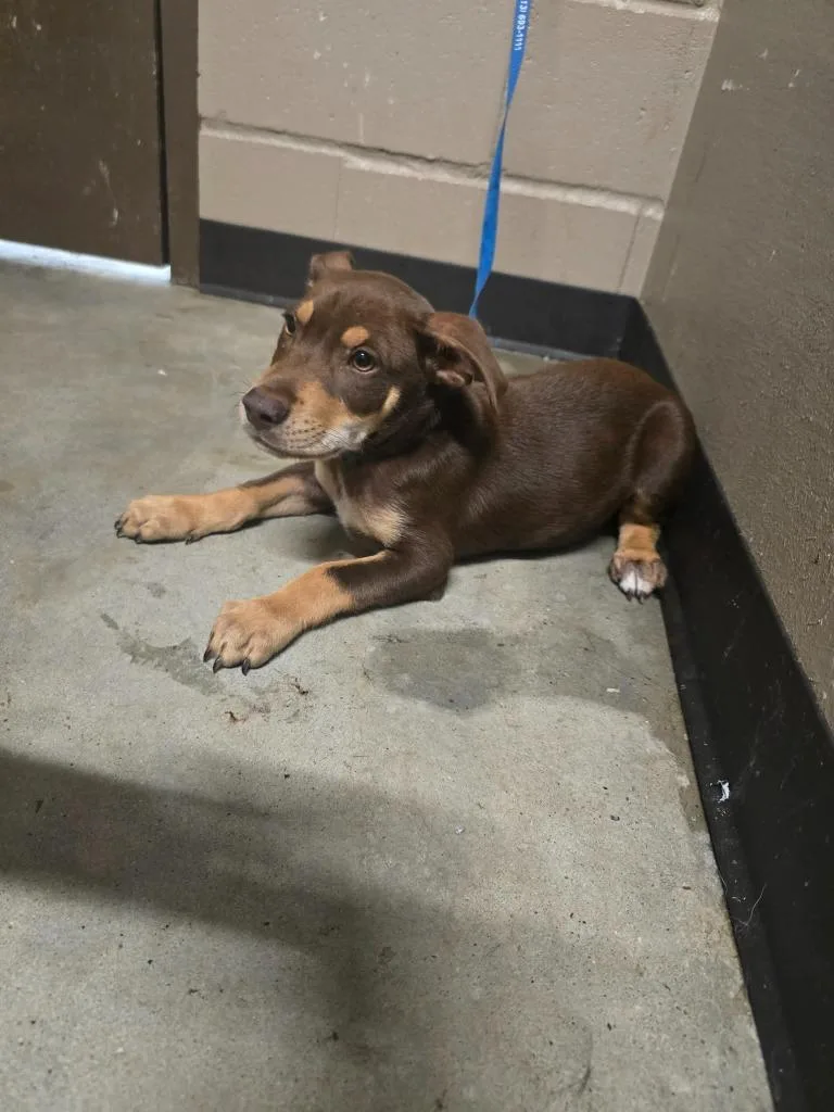 A baby medium-sized male Labrador Retriever dog named Brandon for adoption in Huntsville, TX