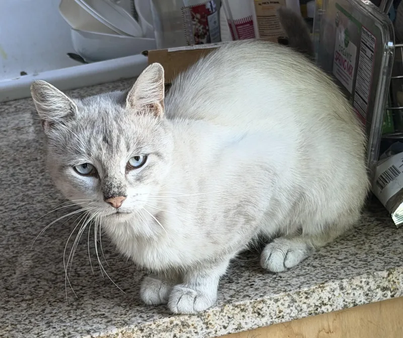 A young medium-sized male Blue Point Siamese cat named Misha for adoption in Churchville, PA