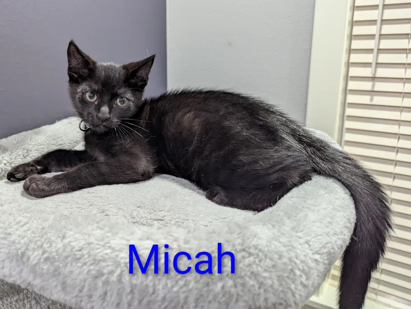 A baby small-sized male Black Domestic Short Hair cat named Micah for adoption in Portland, OR