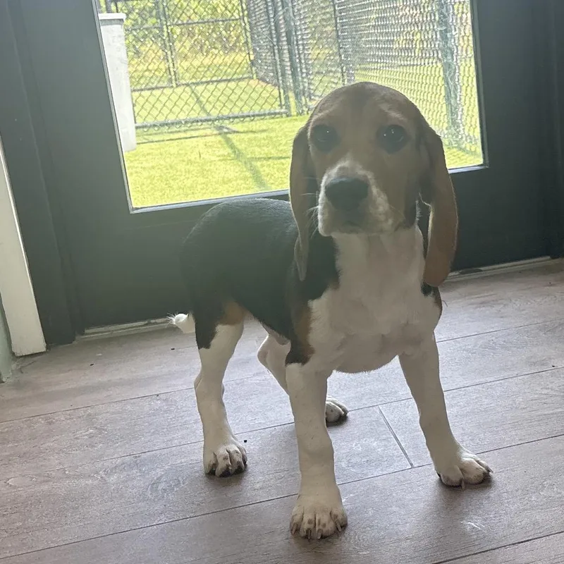 A young small-sized male Beagle dog named SH  aka Megumi for adoption in LOXAHATCHEE, FL