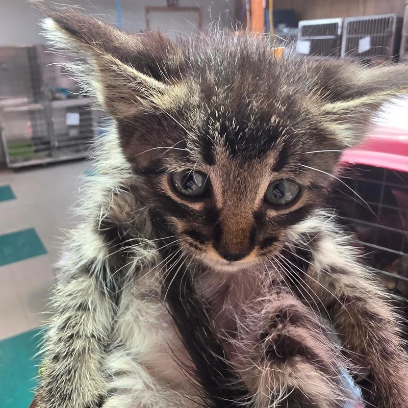 A baby small-sized male Gray / Blue / Silver Domestic Short Hair cat named Bear for adoption in Leander, TX