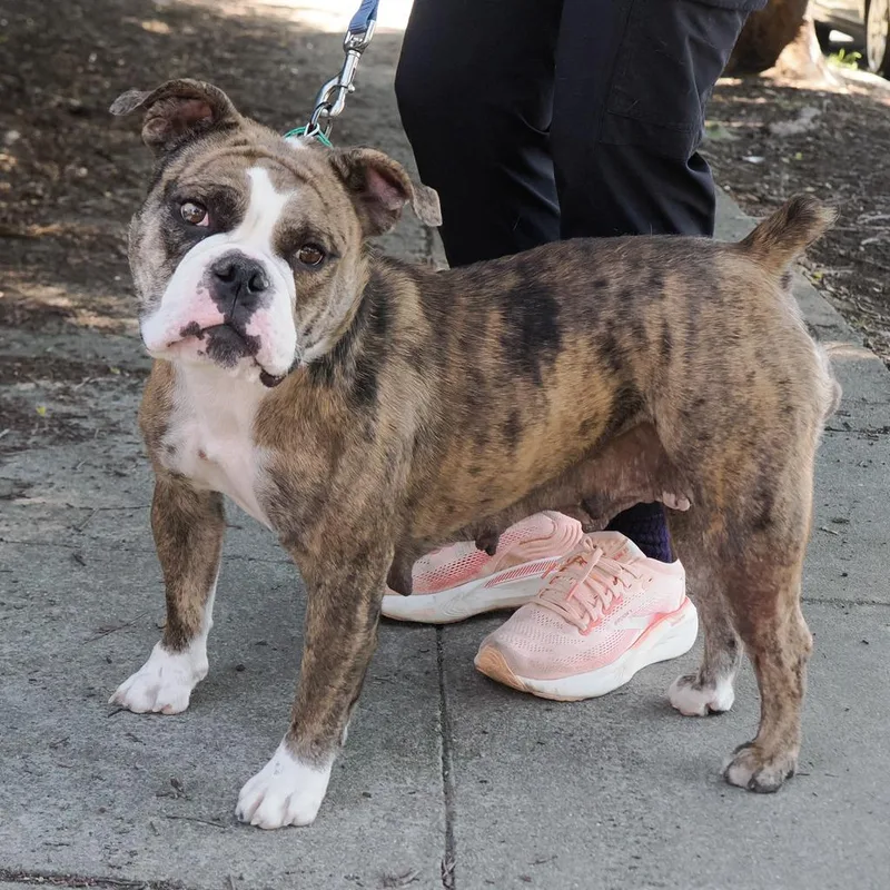 An adult medium-sized female White / Cream Mixed Breed dog named Pika for adoption in Point Richmond, CA