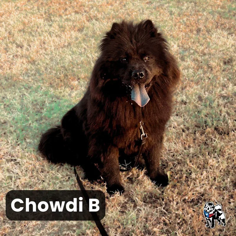 A young medium-sized female Chow Chow dog named Chowdi B for adoption in Houston, TX