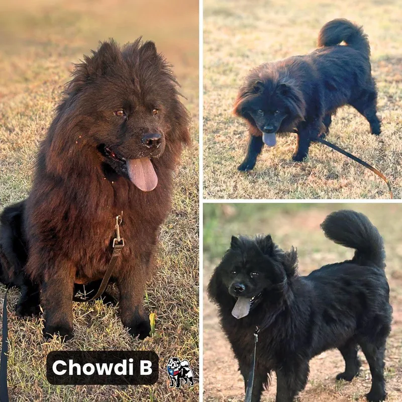 Chowdi B thumbnail 2
