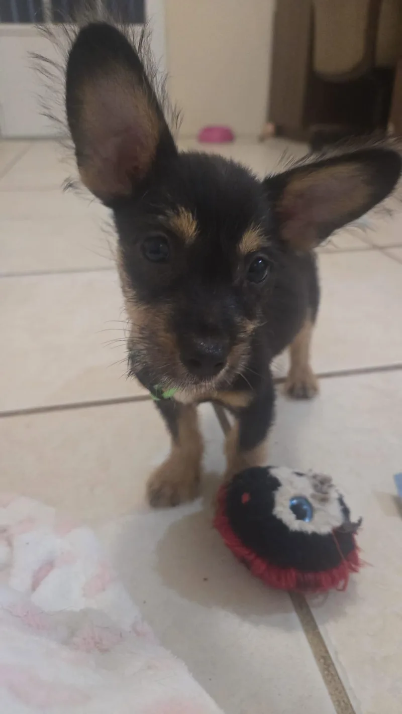 A baby small-sized male Chihuahua dog named Baily for adoption in Virginia Beach, VA