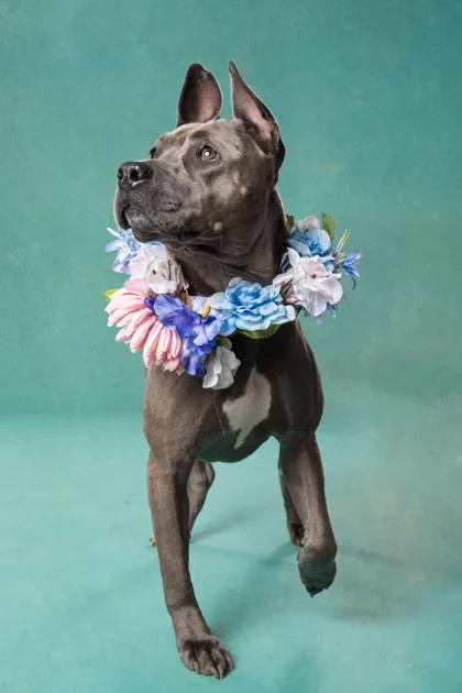 An adult medium-sized female Pit Bull Terrier dog named Darcy for adoption in Atlanta, GA