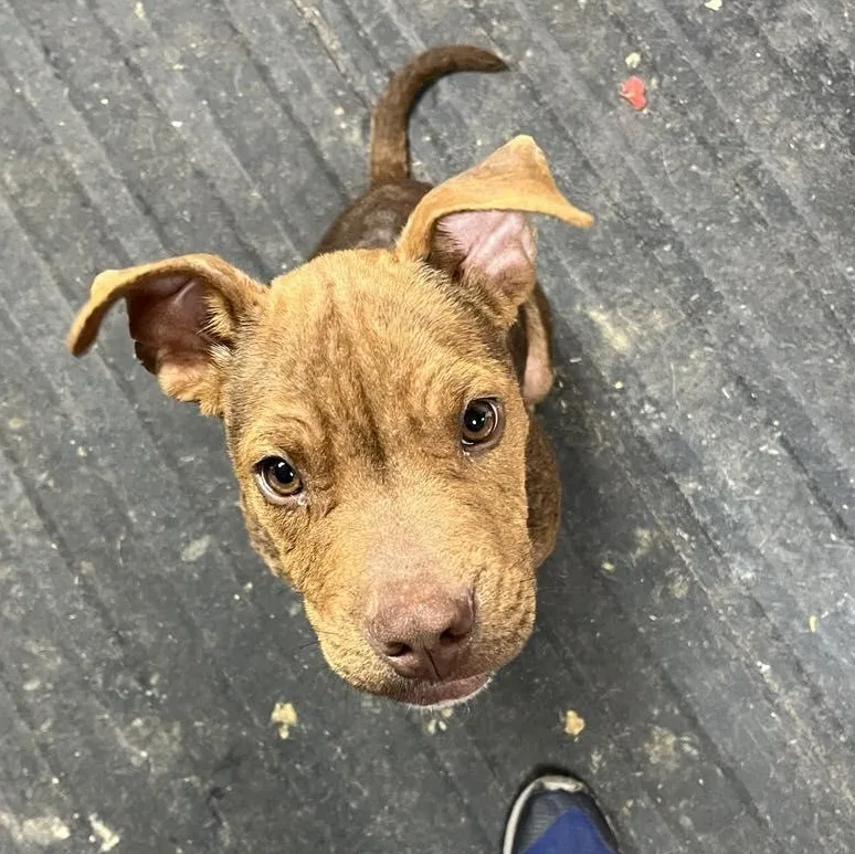 A baby medium-sized male Bicolor Mixed Breed dog named Little Man Otter for adoption in Clinton, WI