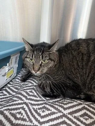 An adult medium-sized female Domestic Short Hair cat named Annabelle for adoption in Westland, MI