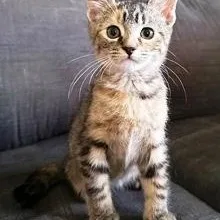 A baby small-sized female Tabby (Tiger Striped) Domestic Short Hair cat named Belle for adoption in Lebanon, PA