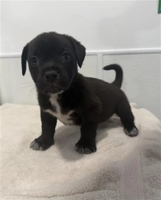 A baby small-sized male Pit Bull Terrier dog named Frostee for adoption in Redlands, CA