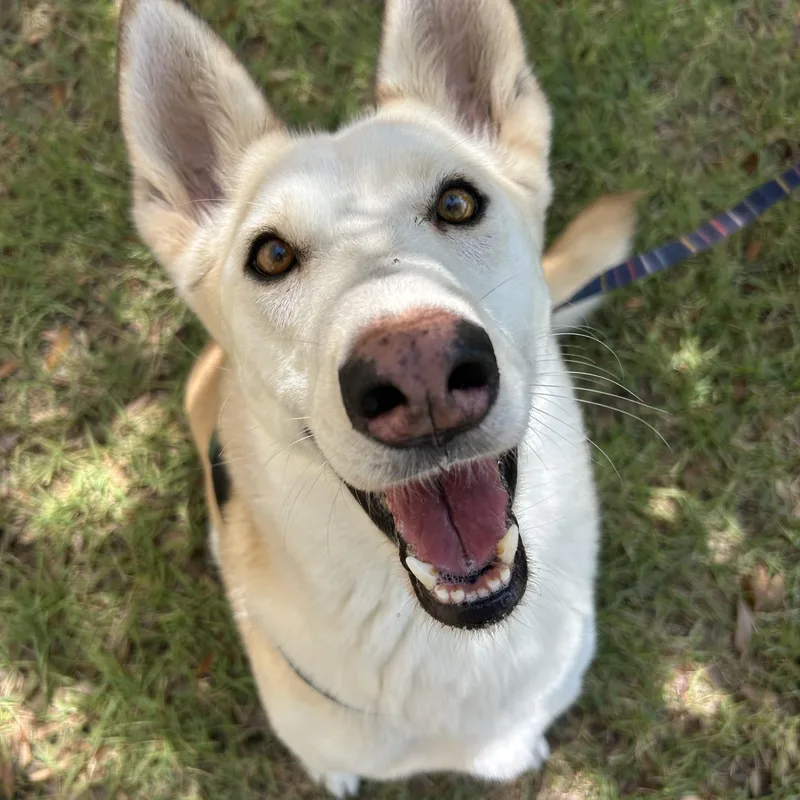 An adult large-sized female Husky dog named Peaches for adoption in Bryan, TX