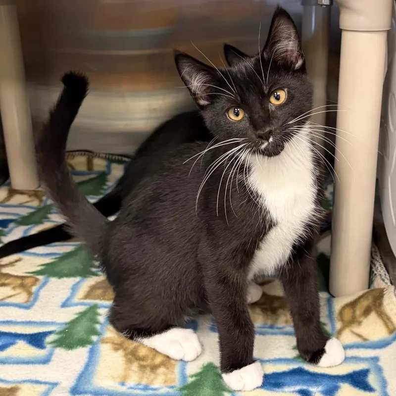 A baby small-sized male Black Domestic Short Hair cat named Grasshopper for adoption in Keizer, OR