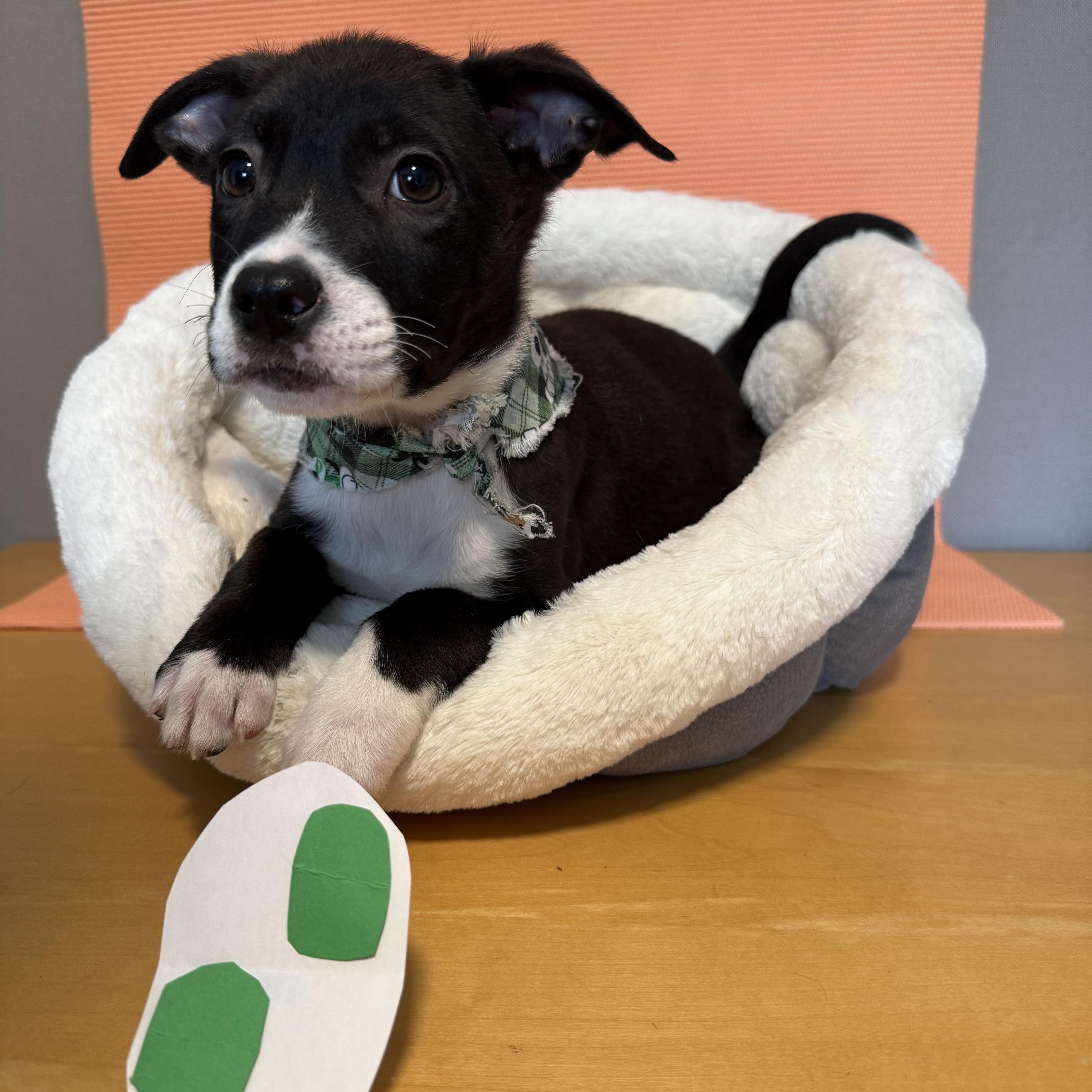 A young medium-sized male Black Labrador Retriever dog named Toyger for adoption in Newberg, OR
