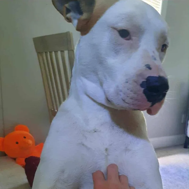 An adult medium-sized male White / Cream Pit Bull Terrier dog named Dexter for adoption in Beulaville, NC