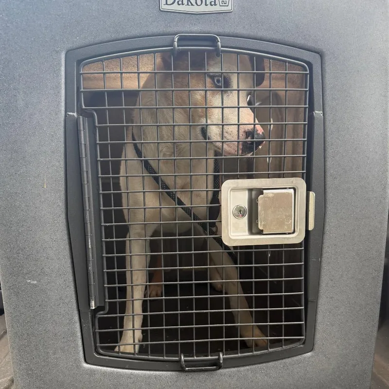 An adult medium-sized male Brown / Chocolate Mixed Breed dog named Jesse for adoption in Lake Jackson, TX