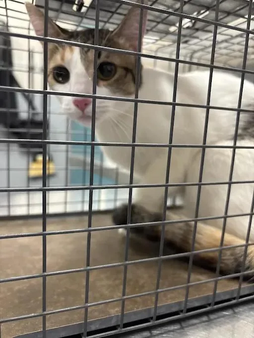 A young small-sized female Domestic Short Hair cat named Viper for adoption in Las Vegas, NV