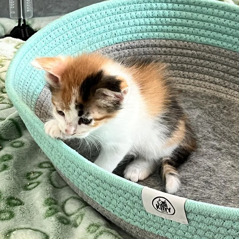 A baby small-sized female White Domestic Short Hair cat named Savannah for adoption in Austin, TX