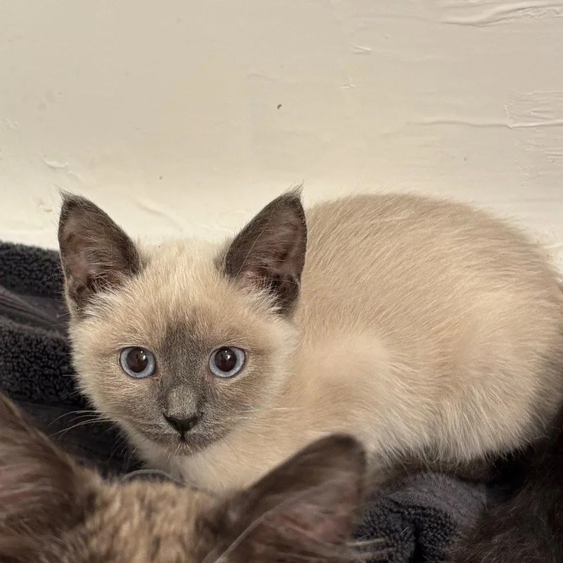 A baby medium-sized female Gray / Blue / Silver Domestic Short Hair cat named Lavender for adoption in Dallas, TX