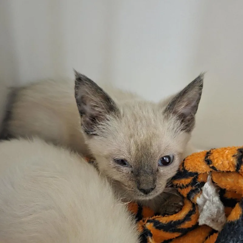 Lavender thumbnail 2