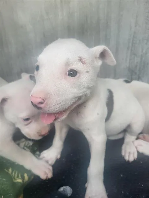 A baby small-sized female American Staffordshire Terrier dog named Creme for adoption in San Antonio, TX