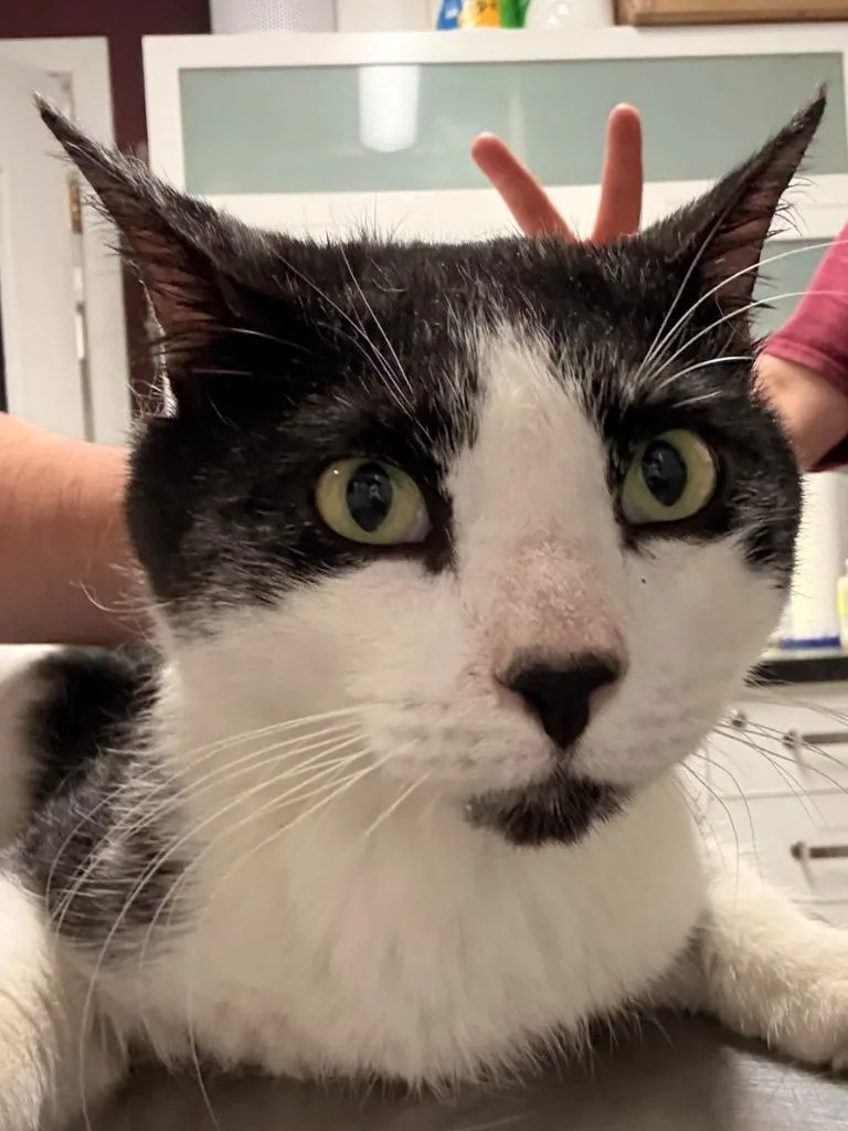 An adult medium-sized male Domestic Short Hair cat named Checkers for adoption in Fall River, MA