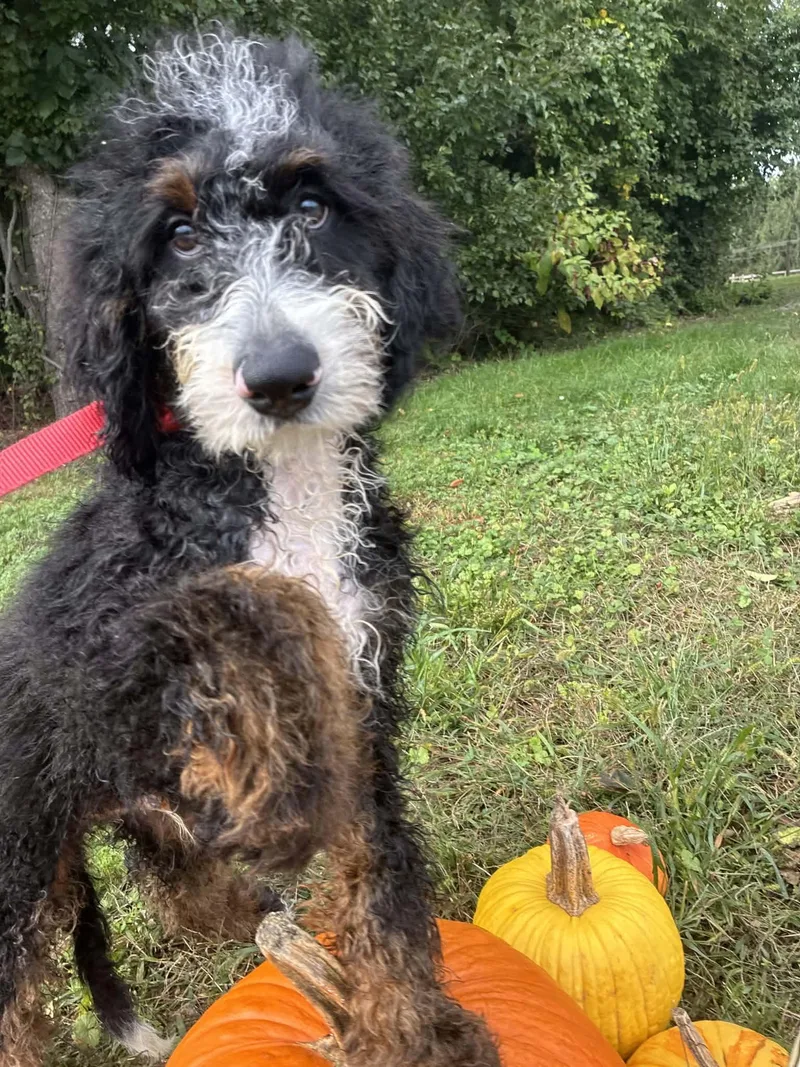 A baby medium-sized male Bernese Mountain Dog dog named Titan for adoption in Havertown, PA