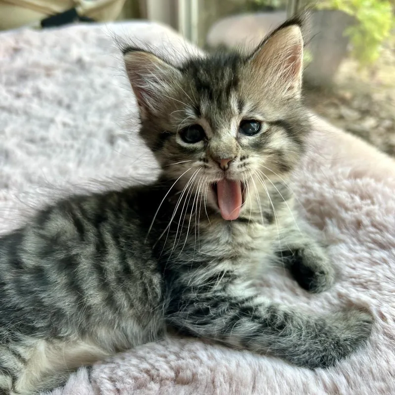 A baby small-sized male American Shorthair cat named Kale for adoption in Huntsville, AL