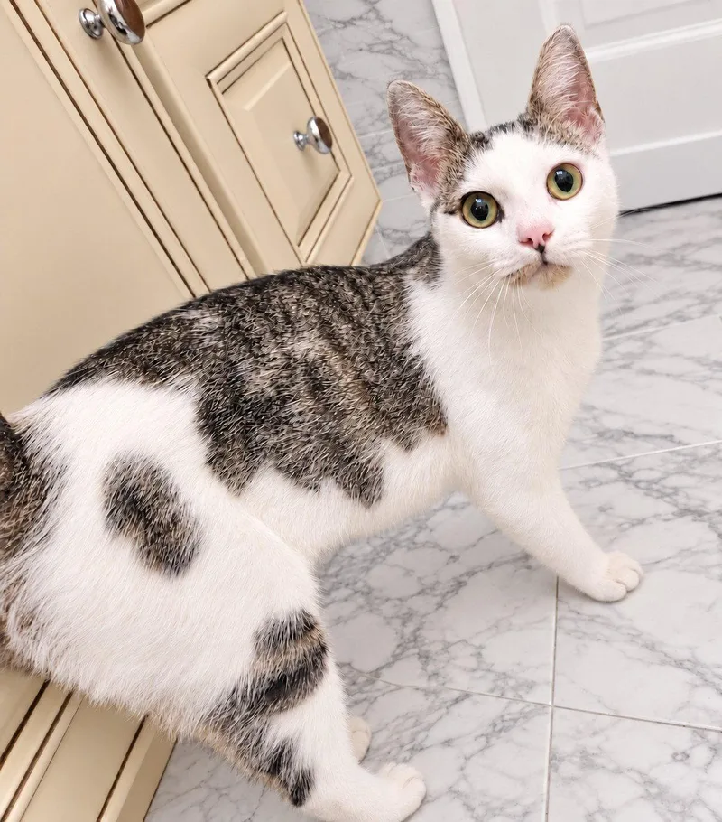 A young medium-sized female Domestic Short Hair cat named Willa yrs AVA for adoption in Sterling, MA