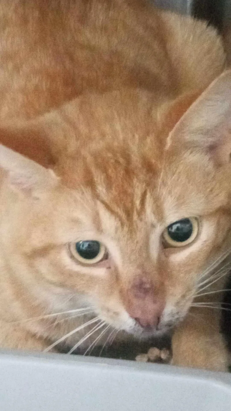An adult medium-sized female Tabby (Orange / Red) Domestic Medium Hair cat named Unknown for adoption in Burgaw, NC