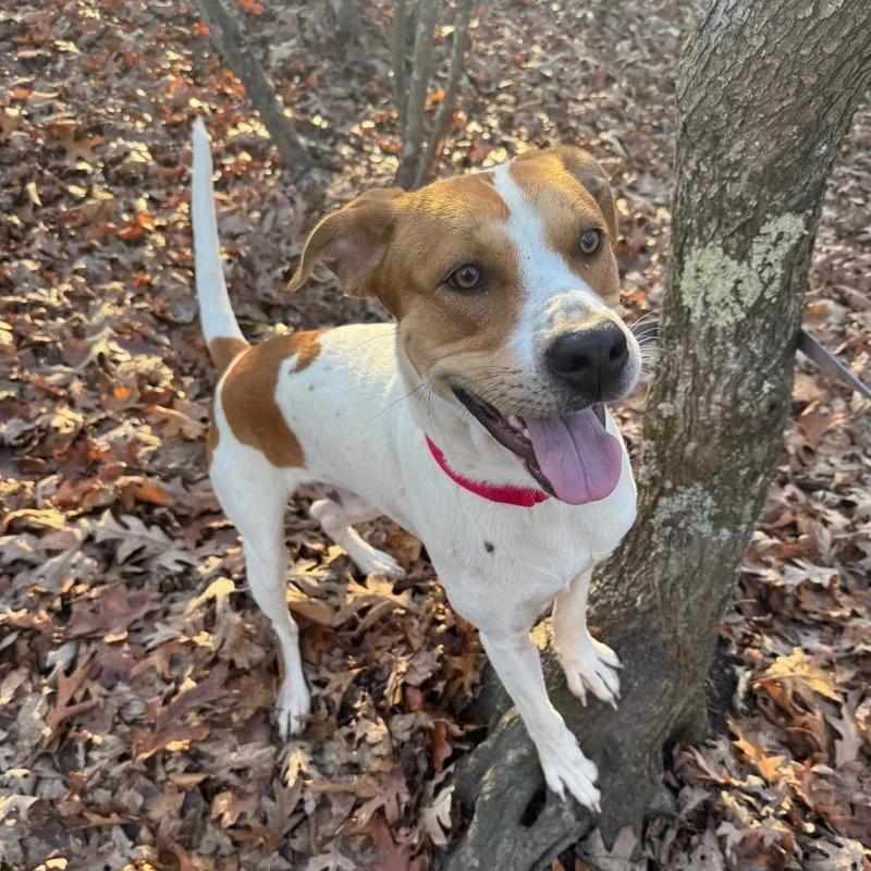 Mcnugget thumbnail 2