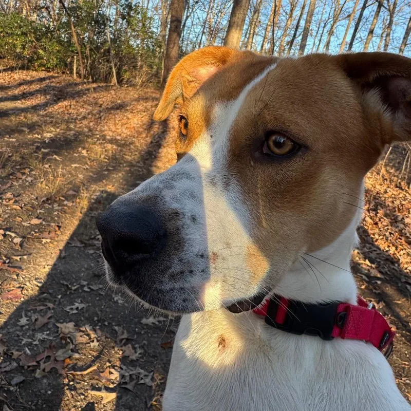 Mcnugget thumbnail 3