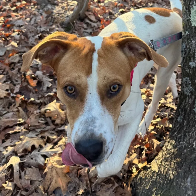 Mcnugget thumbnail 4