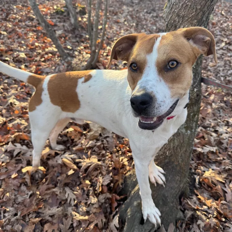 Mcnugget thumbnail 5