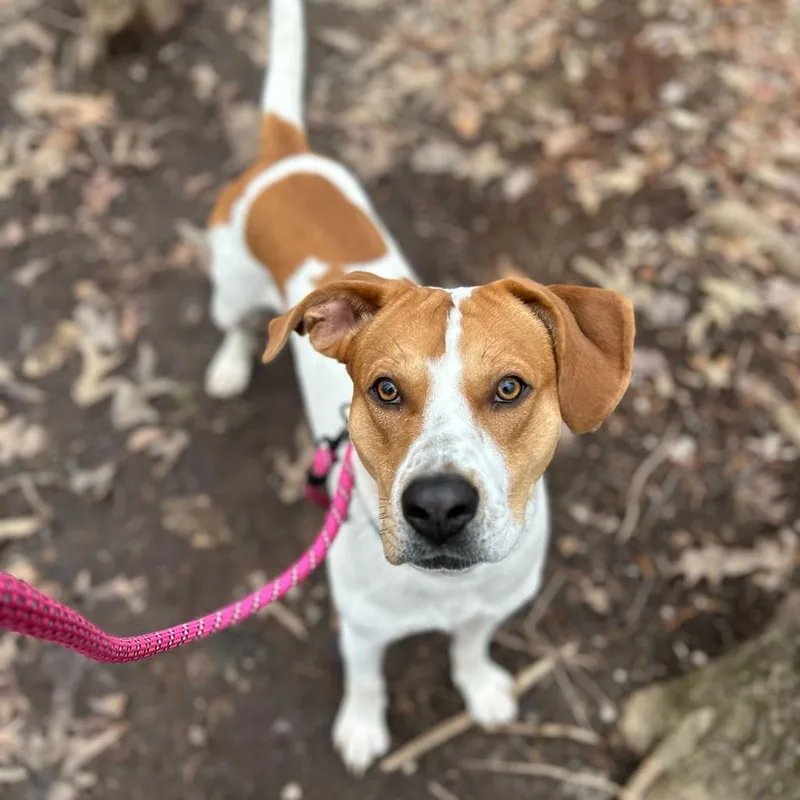 Mcnugget thumbnail 6