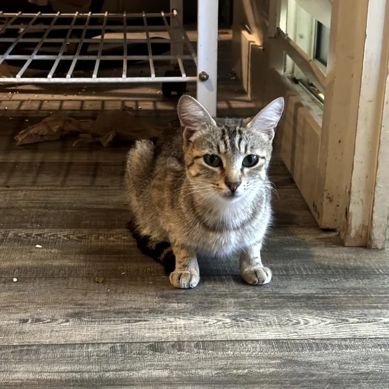 A baby medium-sized female Brown / Chocolate Domestic Short Hair cat named Yen for adoption in Brea, CA