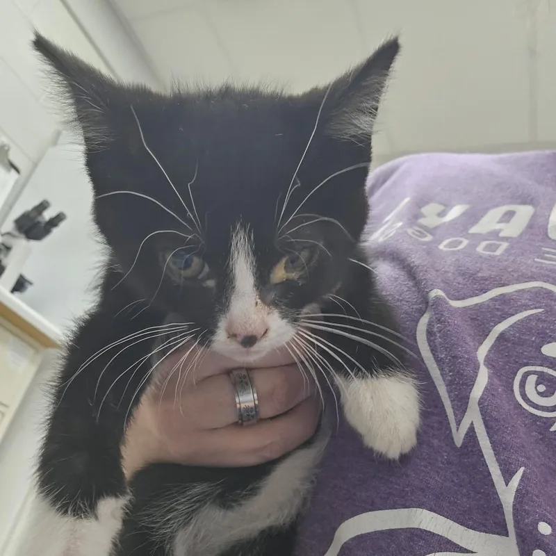 A baby small-sized female Black Domestic Short Hair cat named KitKat Jo for adoption in Evansville, IN