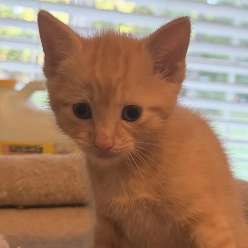 A baby small-sized male Orange / Red Domestic Short Hair cat named Sweet William for adoption in Gloucester, VA