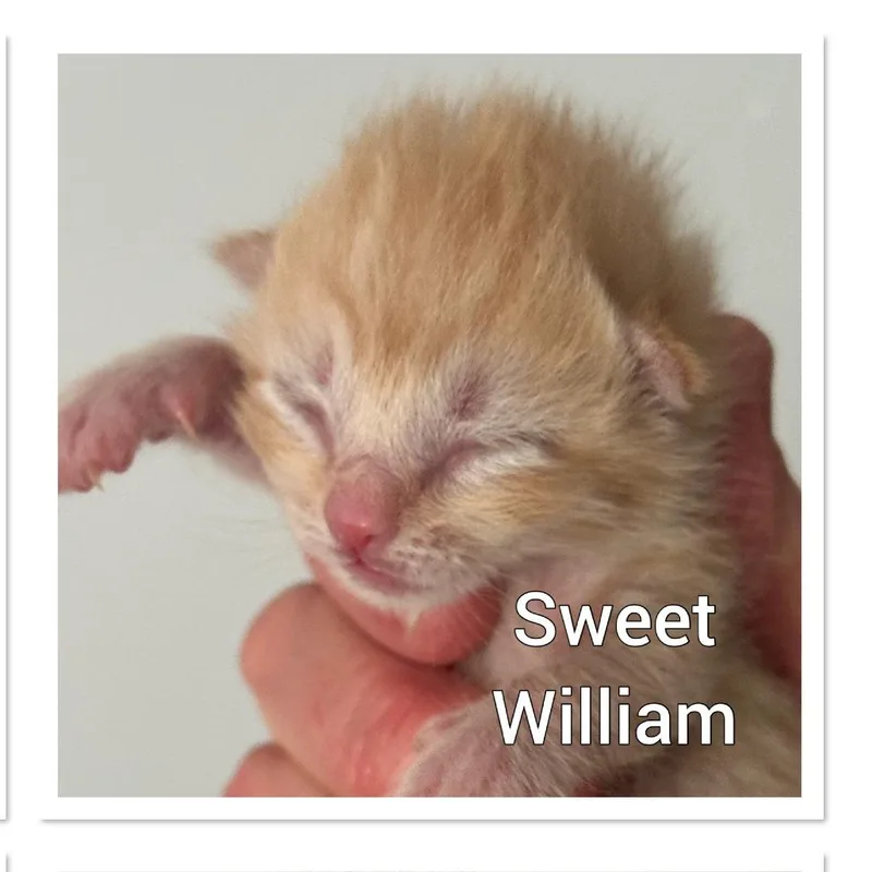 Sweet William thumbnail 3